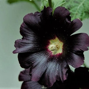 Black Hollyhock Seeds, Nigra Alcea Rosea AL8125