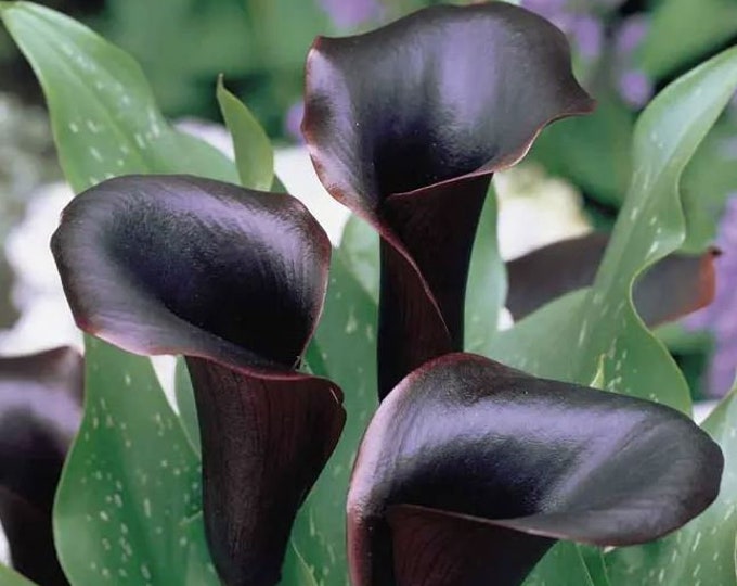2 BULBS Midnight Black Calla Lily, Zantedeschia 'montevideo' Etsy