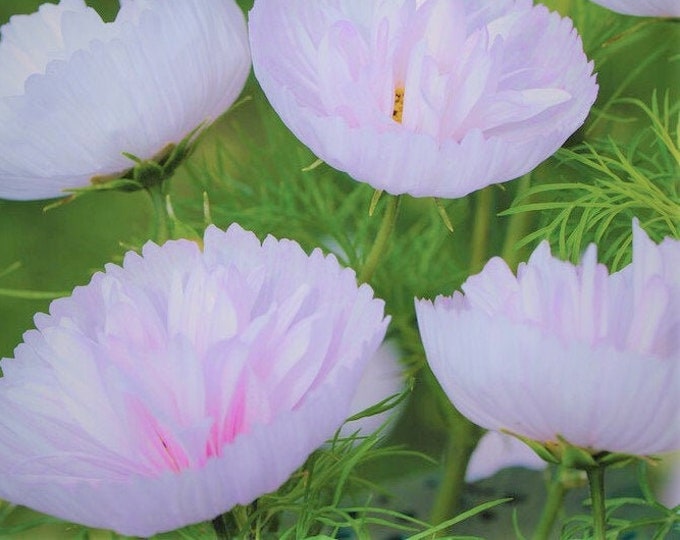 25 Blush Cupcake Cosmos Seeds Cups and Saucers Cosmos Etsy