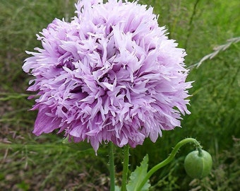 Lilac Pom Pom Floral Poppy Seeds PS153CR