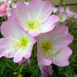 Bulk Moonlight Pink Evening Primrose Seeds, Moonlight garden, Edible, Tea, Showy Oenothera speciosa OE011C