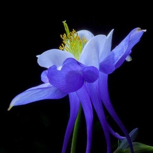 Bulk Colorado Blue Columbine Seeds, Flowering Shade Perennial, Aquilegia Caerulea AQ021C image 1