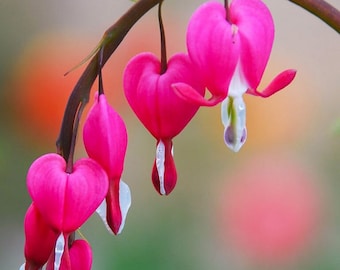 Pink Bleeding Heart Seeds, Lamprocapnos Spectabilis, Dicentra DS0110