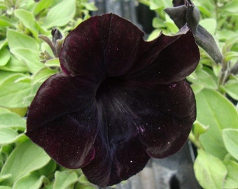 Black Petunia Seeds, Blackberry Sophistica, Petunia Hybrida F1 PE5110P