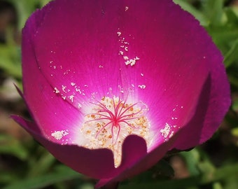 Wine Cup Flower Seeds, Perennial Purple Poppy Mallow, Callirhoe Involucrata, Fuschia Blooms CV0125