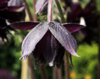 Black Barlow, Night Queen Columbine Seeds, Double Flowering Shade Perennial, Aquilegia Vulgaris AQ0720