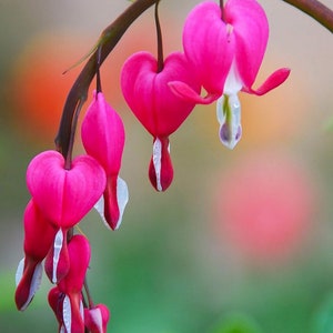 Pink Bleeding Heart Seeds, Lamprocapnos Spectabilis, Dicentra DS0110 image 1