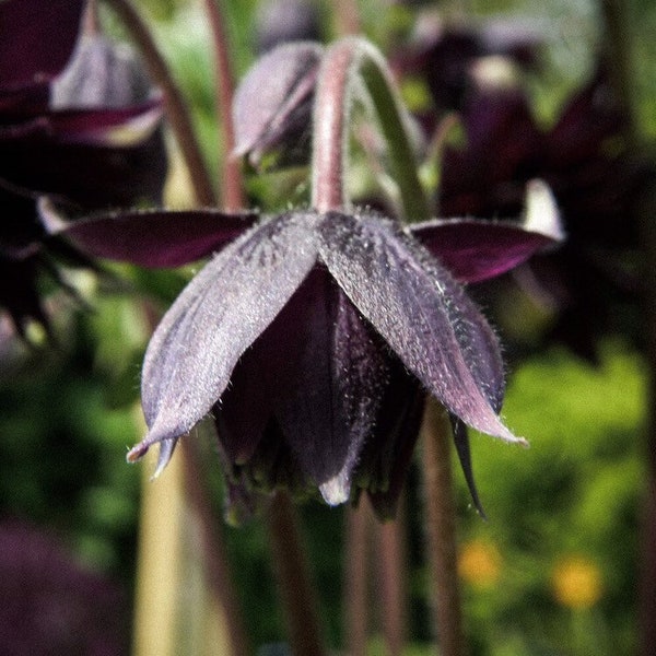 Black Barlow, Night Queen Columbine Seeds, Double Flowering Shade Perennial, Aquilegia Vulgaris AQ0720