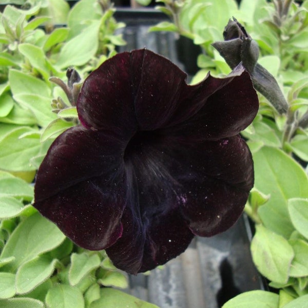 Black Petunia Seeds, Blackberry Sophistica, Petunia Hybrida F1 PE5110P