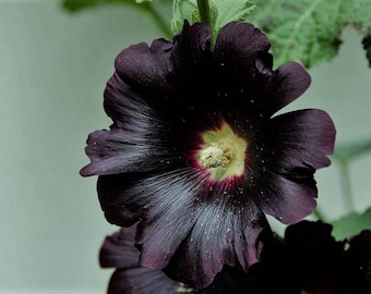 Black Hollyhock Seeds, Nigra Alcea Rosea AL8125