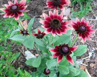 Red Black Eyed Susan Seeds, Cherry Brandy Rudbeckia Hirta, Red Flowering Plants, Biennial RU0325