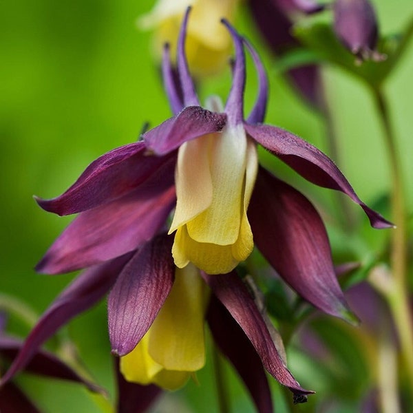 Blackcurrant Ice Columbine Seeds, Flowering Shade Perennial, Aquilegia Flabellata AQ1520