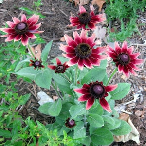 May include: A cluster of Rudbeckia flowers, also known as Black-Eyed Susans, in various stages of bloom. The flowers have dark burgundy centers and petals that transition from burgundy to a soft pink. The plant has green leaves and is surrounded by mulch.