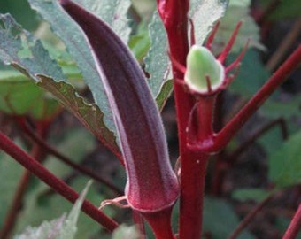 Red Burgundy Okra Seeds, Abelmoschus Esculentus AB0340