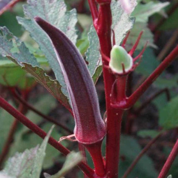 Red Burgundy Okra Seeds, Abelmoschus Esculentus AB0340