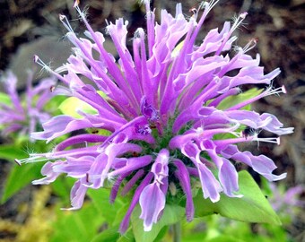 4g 0.14oz Bergamot bee balm Beebalm Monarda Didyma Organic red Flowers Petals for Steam Bath Decor Art /& to decorate candel in Canada