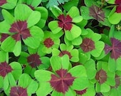 Iron Cross 4 Leaf Clover, NOT BULBS - actual plants, Purple and Green Lucky Shamrock, Rosy Pink Oxalis, Live House Plant