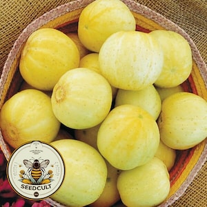 30 Organic Lemon Cucumber Seeds CU0230