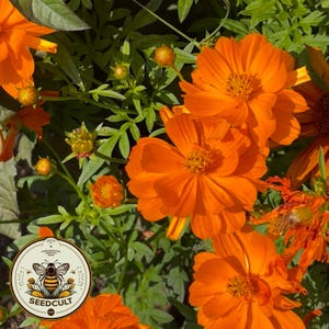 May include: Close-up of vibrant orange cosmos flowers in full bloom, surrounded by green foliage. The petals are a bright, sunny orange with yellow centers. A circular logo with a bee and the text "SEEDCULT" is visible.