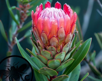 New! Protea Seeds, PLEASE READ DESCRIPTION! Protea Obtusifolila, Rare Seeds, Jester Protea, Limestone Sugarbush, PR8010