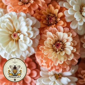 May include: Close-up of a bouquet of peach, cream, and white zinnias. The flowers are arranged in a cluster, with the petals overlapping. The image includes a logo with a bee and the text "SEEDCULT".