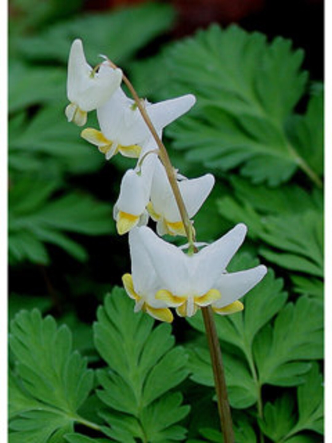 NEW 20 Dutchman Breeches Seeds, Bleeding Heart Family, Native US