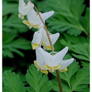 NEW! 20 Dutchman Breeches Seeds, Bleeding Heart Family, Native US WIldflower, Dicentra Cucullaria, DS0420R
