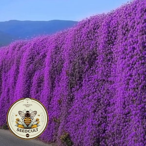 500+ Purple Rockcress Seeds, Aubrieta Whitewall Gem, Rock Wall, Ground Cover, Hanging Basket, Aubrieta Hybrida, AU015C