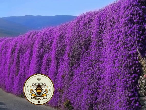 1000+ Purple Rockcress Seeds, Aubrieta Whitewall Gem, Rock Wall, Ground Cover, Hanging Basket, Aubrieta Hybrida, AU011M