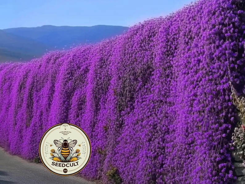 May include: A vibrant display of purple flowers cascading over a wall, creating a lush, textured surface. The flowers are in full bloom, with a backdrop of a blue sky and distant mountains. A circular logo with a bee is in the foreground.