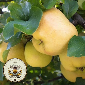 NEW! Quince Fruit Tree Seeds, Medieval Food Forest, Cydonia Oblonga, CY7010