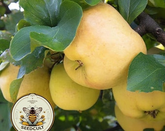 NEW! Quince Fruit Tree Seeds, Medieval Food Forest, Cydonia Oblonga, CY7010