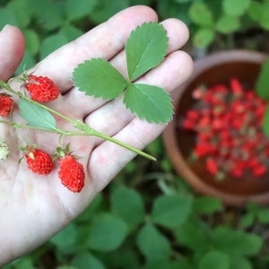 Wild Strawberry Seeds, Tiny Sweet Fruit, Fragaria Virginiana FR0350R