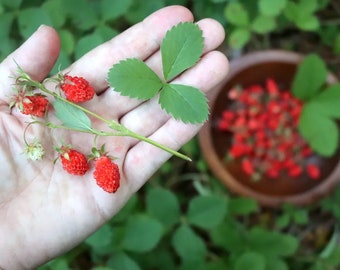 Wild Strawberry Seeds, Tiny Sweet Fruit, Fragaria Virginiana FR0350R