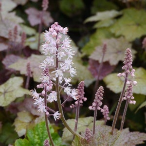 Heartleaf Foamflower Seeds, Foam Flower, Wherrys, Tiarella Wherryi, Shade Indoor plant TI2020 image 4