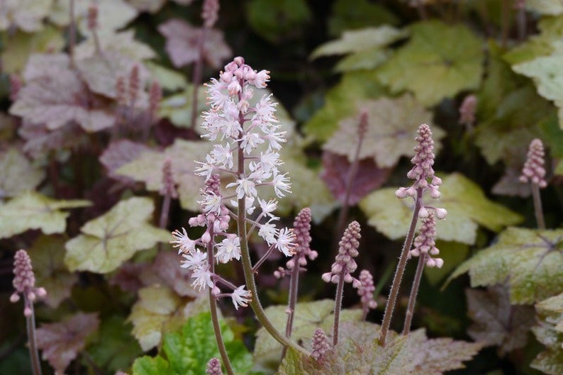 Heartleaf Foamflower Seeds, Foam Flower, Wherrys, Tiarella Wherryi, Shade Indoor plant TI2020 image 4