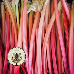 May include: Close-up of fresh rhubarb stalks, showcasing vibrant shades of red, pink, and green. The stalks are arranged closely together, creating a textured pattern. A circular logo with a bee and the text "SEEDCULT" is in the lower left corner.