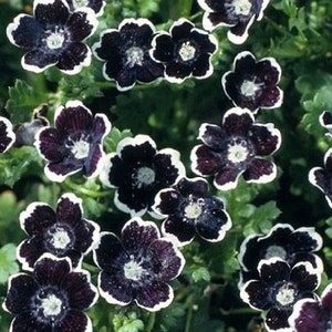 Penny Black Nemophila Seeds, Gothic Garden, Nemophila discoidalis NE0250