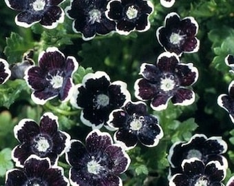 Penny Black Nemophila Seeds, Gothic Garden, Nemophila discoidalis NE0250