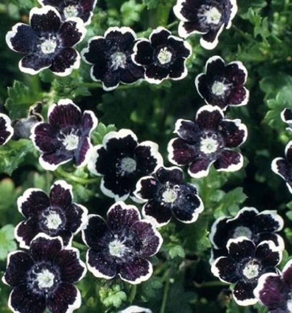 100 Penny Black Nemophila Seeds Gothic Garden Nemophila Etsy