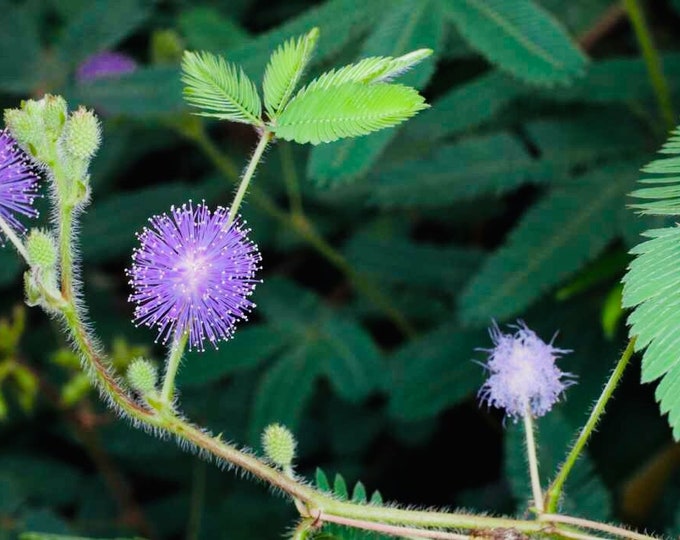 NEW Native Sunshine Mimosa Seeds, Lawn Substitute, Sensitive Plant