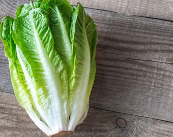 Bulk Parris Island Romaine Lettuce Seeds, Lactuca Sativa LC013C