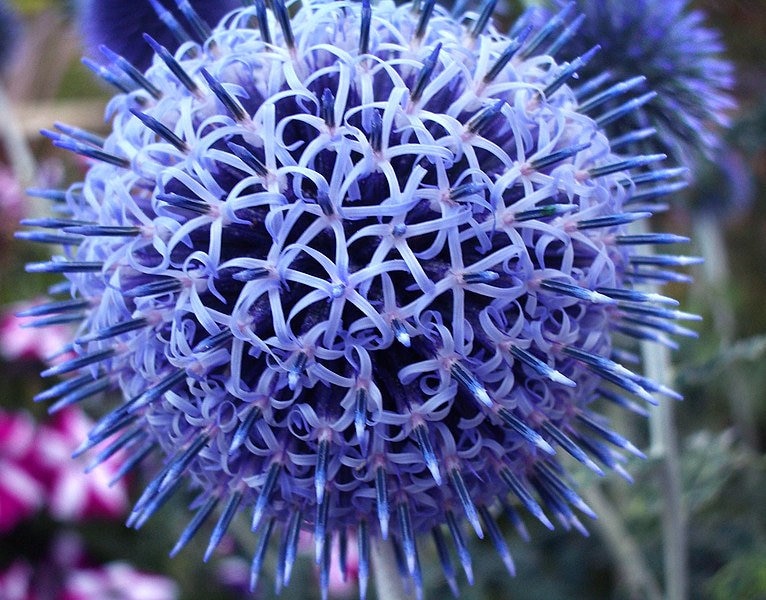 Echinops (Globe Thistle) - Navy Blue - Dried Flowers Forever - DIY