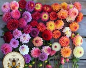 NEW! Double Extreme Dahlia Seeds, Dahlia Variabilis DH0720