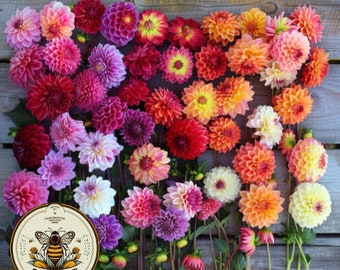 Double Extreme Dahlia Seeds, Dahlia Variabilis DH0720