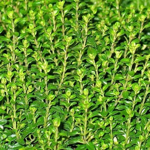 May include: A close-up of a dense patch of green foliage. The leaves are small and tightly packed, creating a uniform texture.