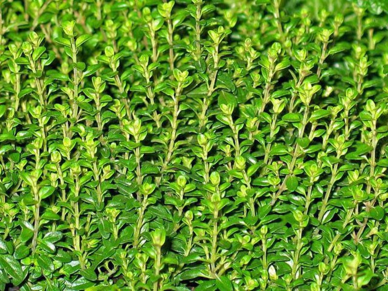 May include: A close-up of a dense patch of green foliage. The leaves are small and tightly packed, creating a uniform texture.