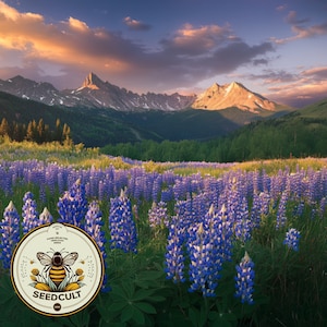 May include: A field of purple lupine flowers in bloom against a backdrop of mountains and a sunset sky. A logo for Seedcult is in the foreground, featuring a bee with the text "Seedcult" and "com".