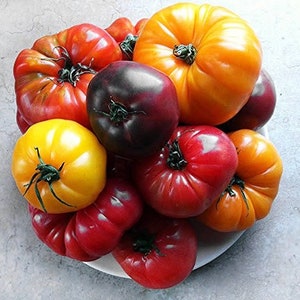 Ugly Rainbow Tomatoes! Heirloom seed mix of Cherokee Purple, Big Rainbow, Black Pineapple and Marmande Paris Tomatoes, Non-GMO LY1330