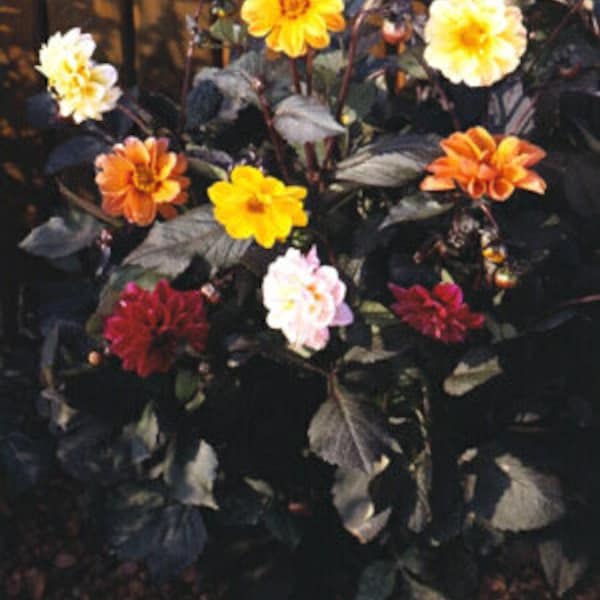 NEW! Red Skin Dahlia Seeds, Bronze Black Foliage, Dahlia Variabliis DH0320